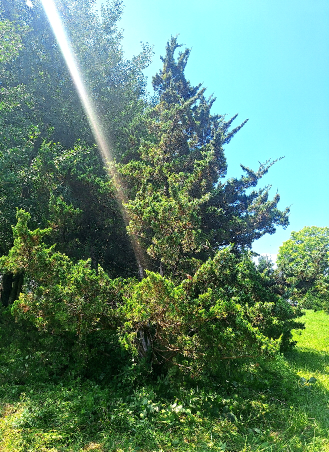 Canardi Juniper Canardi Juniper