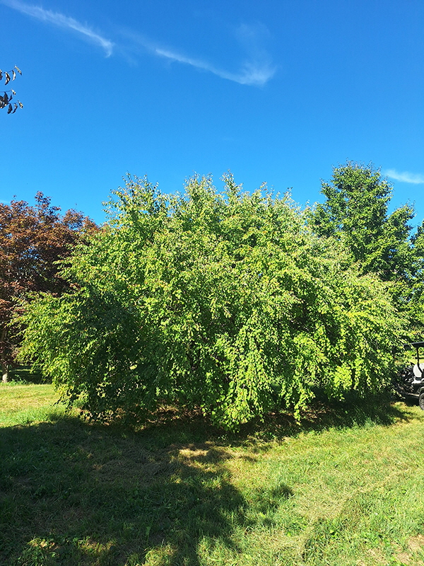 Sept 26 c1