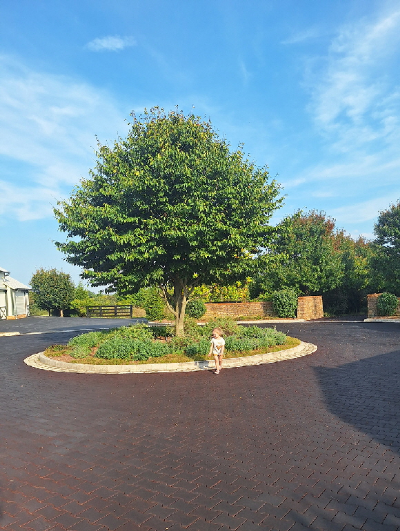 Single tree Single tree