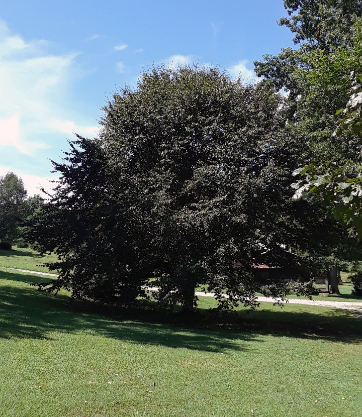 American beech