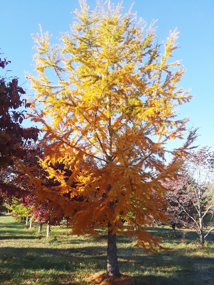 golden larch