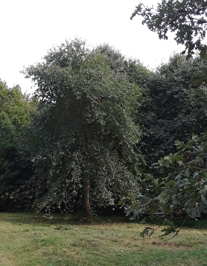 cascading black gum