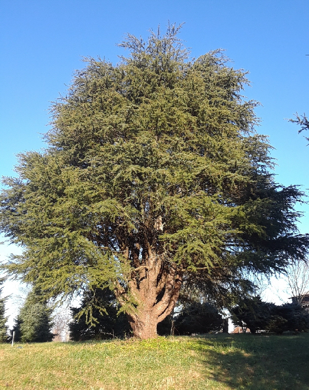 cedar of