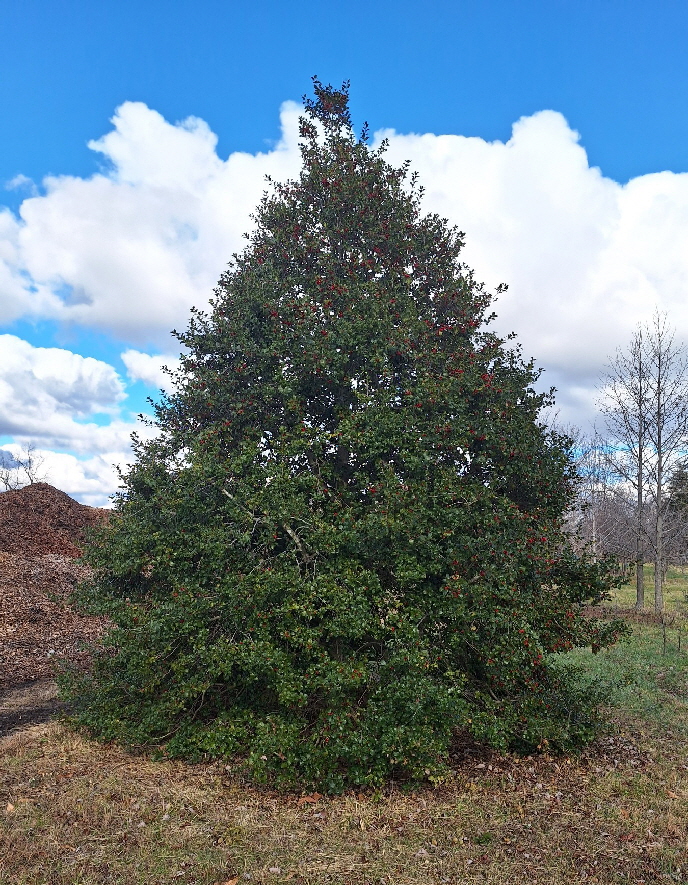 American holly