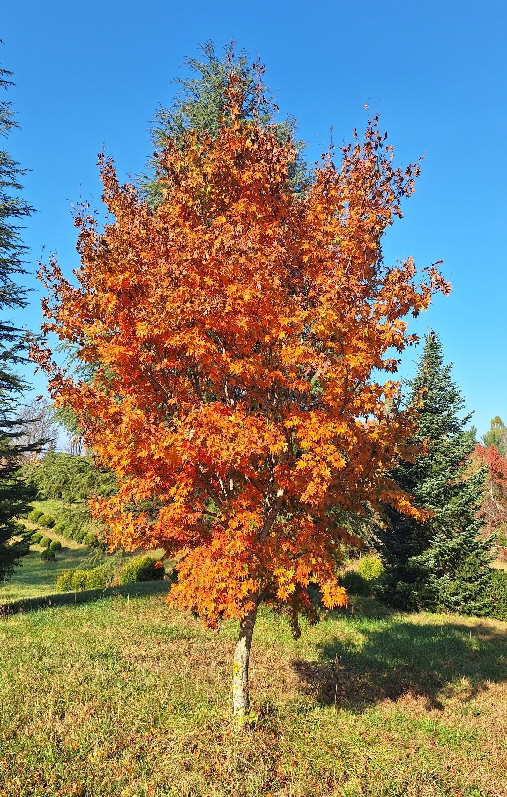 Japanese maple 2023