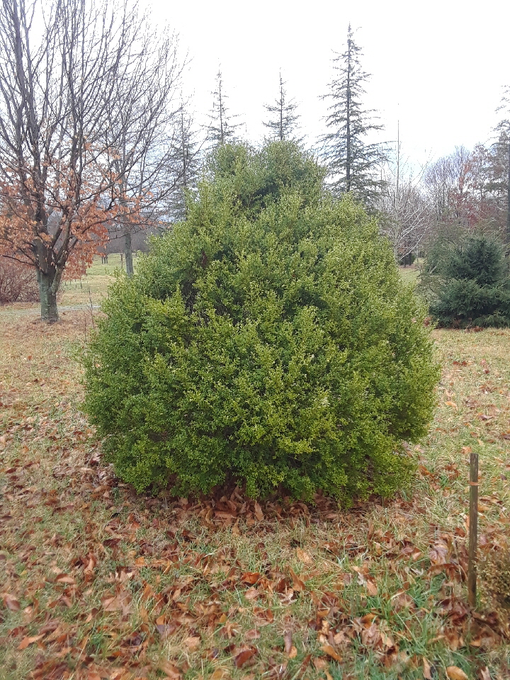 Korean boxwood