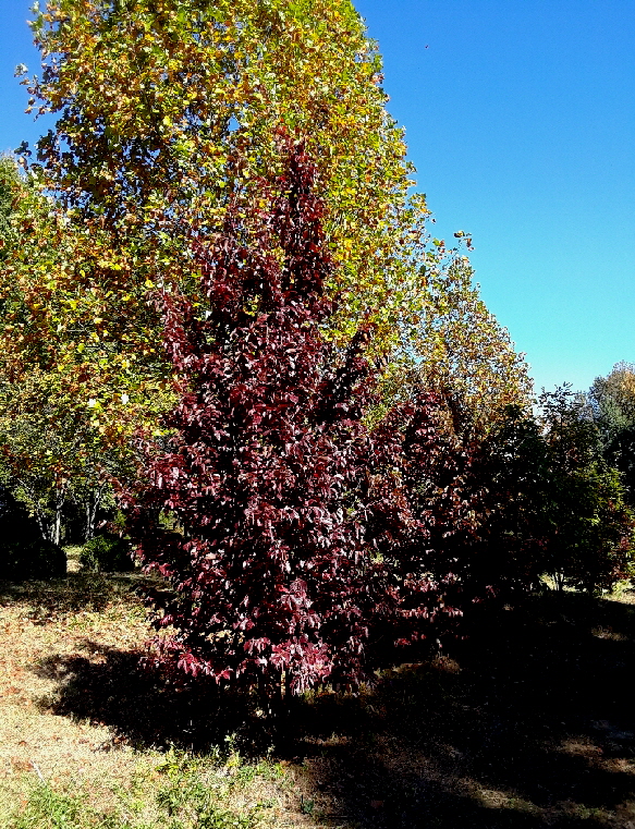 Persian ironwood