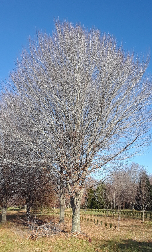 American beech (1)