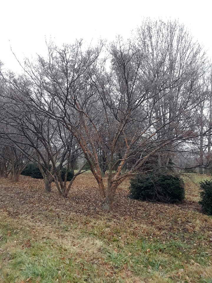 Cornus Kosa