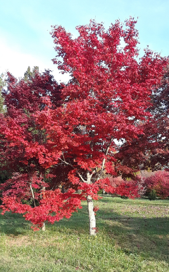 Japanese maple