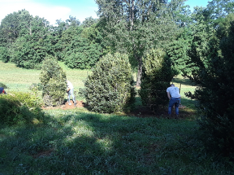 Harvesting American Boxwood