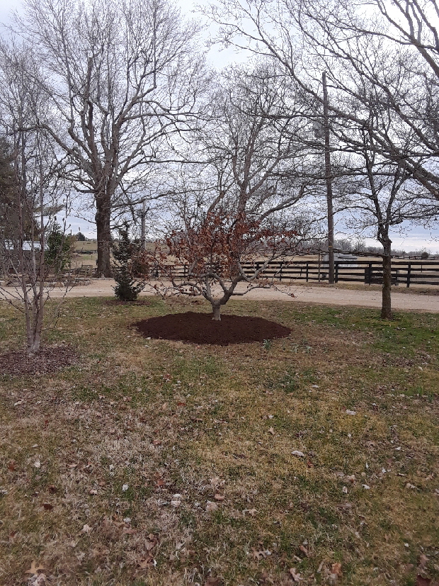 contorted beech 2