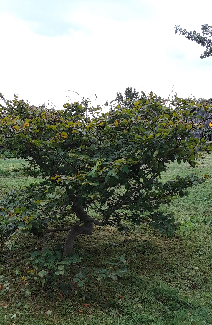 contorted beech