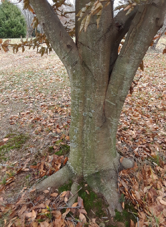 flared roots