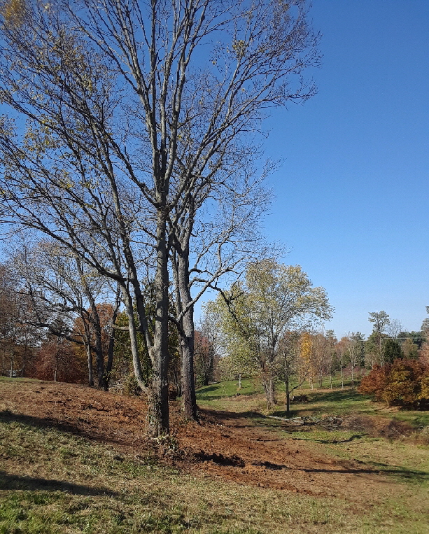 invasive plants