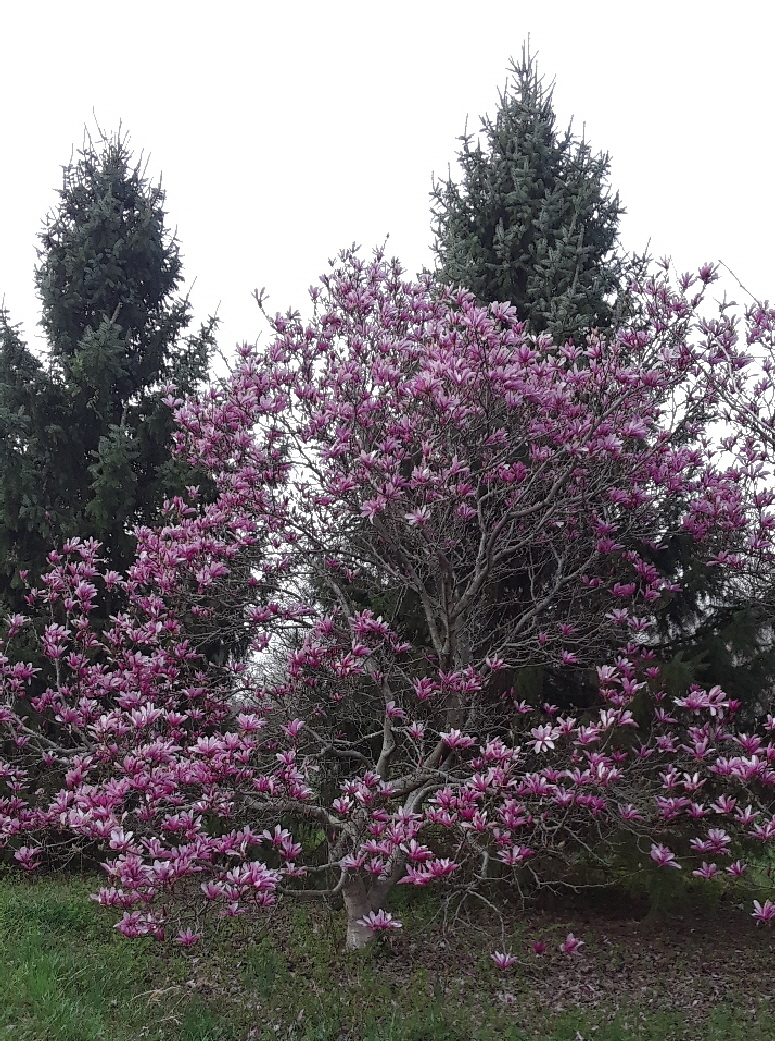 magnolia