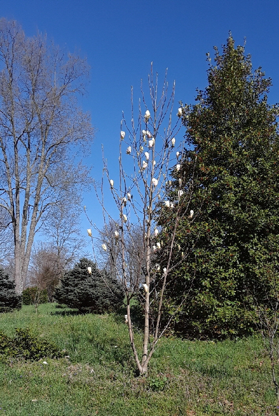 tuliptree