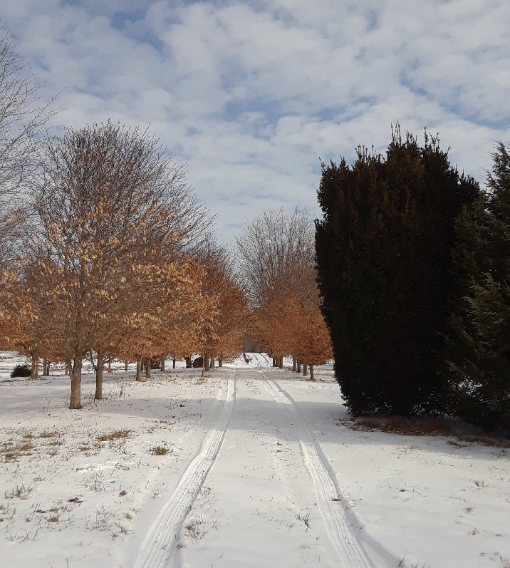 american beech alley