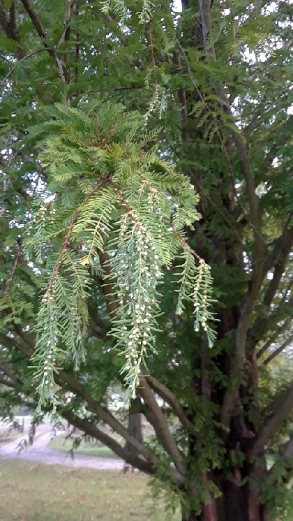 bald cypress (1)