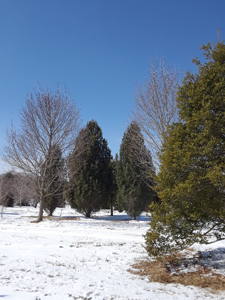 columnar eastern white pine