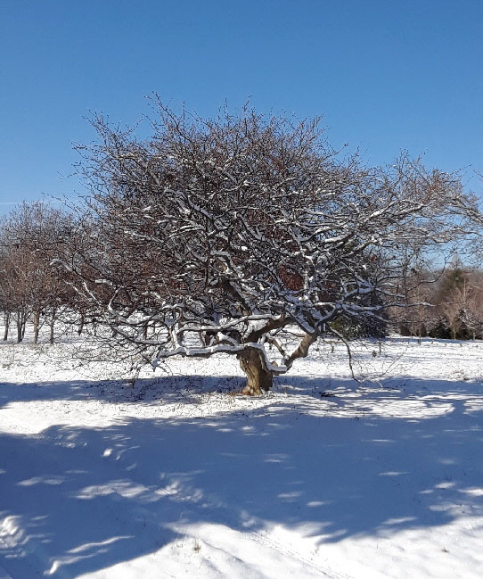 contorted beech 2 21