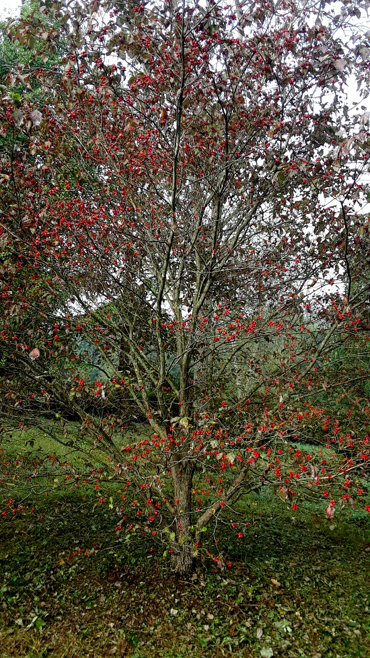 dogwood seed crop