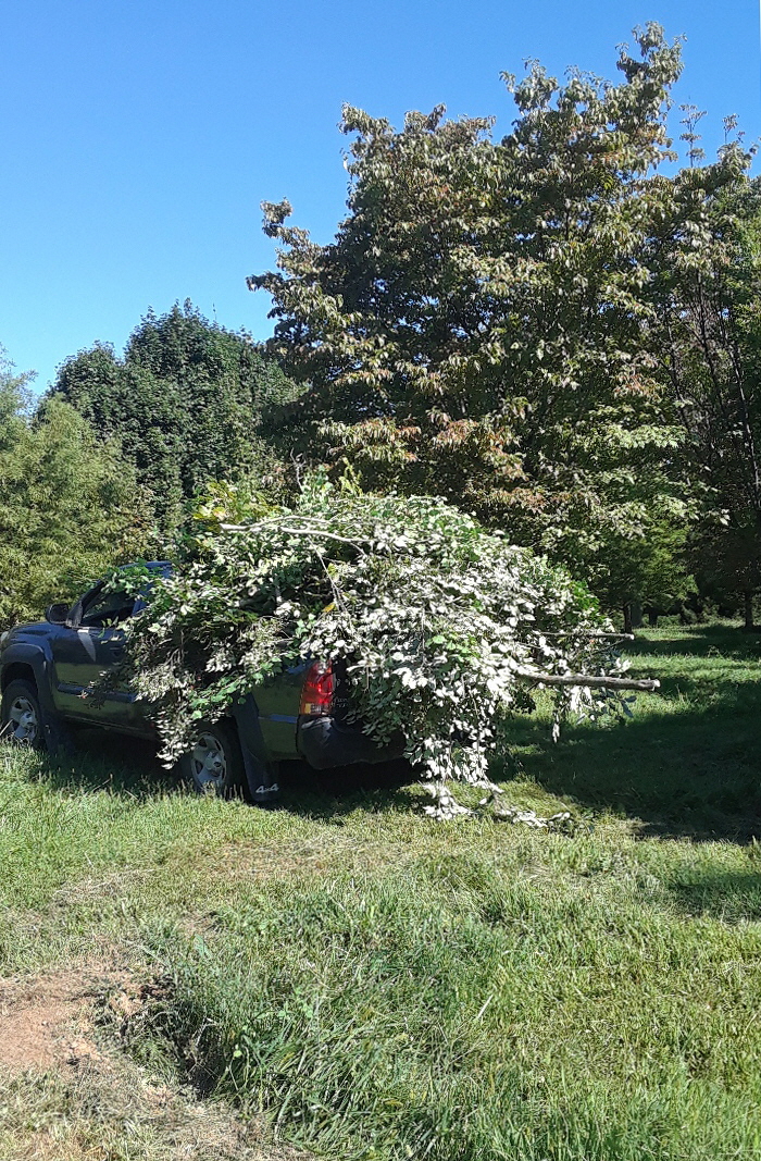 pruning