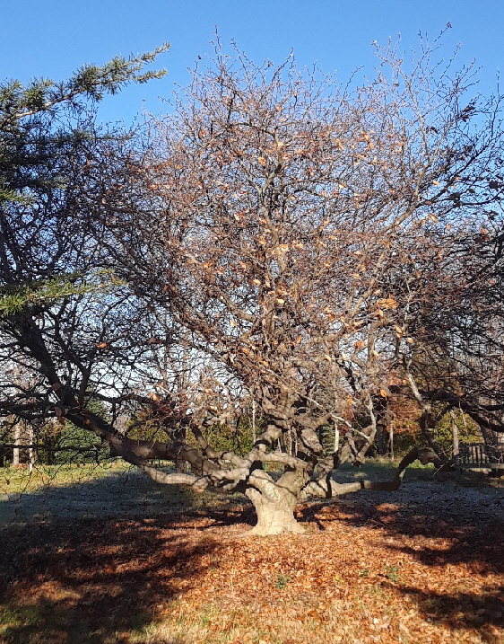 tree unknown