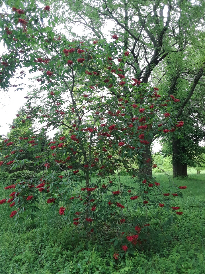 flowering buckeye