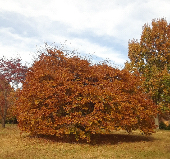 large contorted beech 22