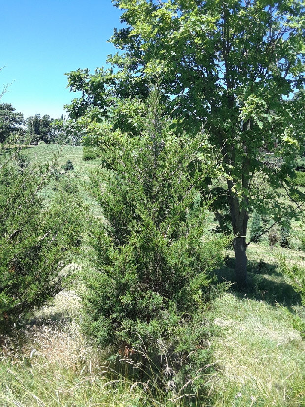 native juniper