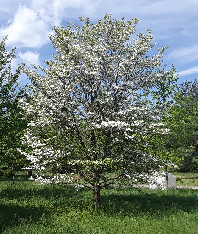 large dogwood