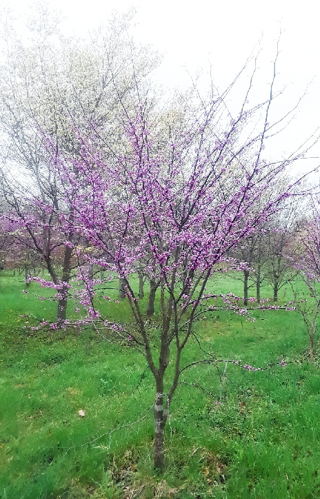 redbud2