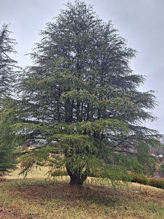 cedar of 2 24