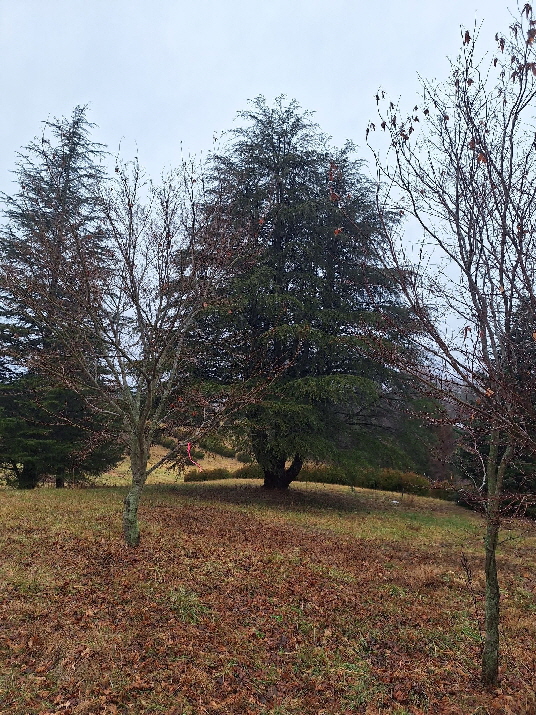 cedar of 24