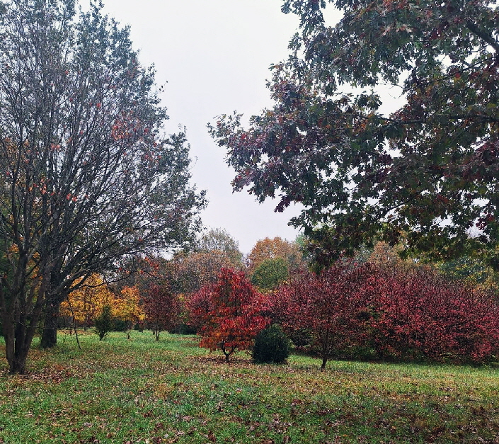 falldogwoods