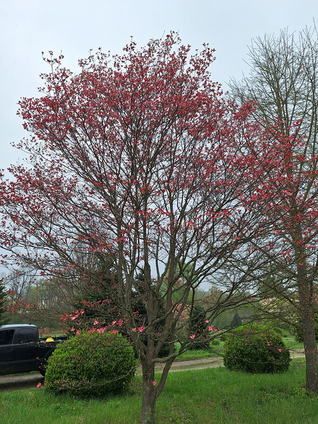 happy pink dogwood