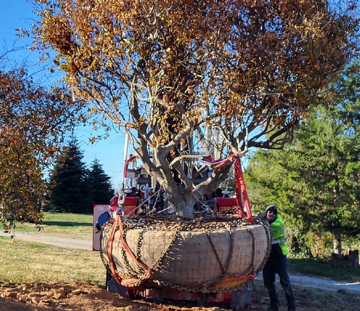 moving contorted beech