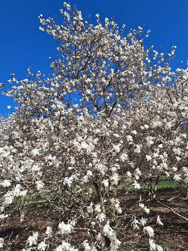 star magnolia 2