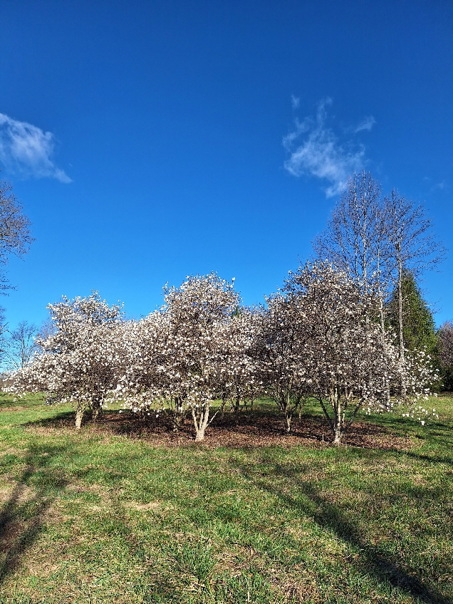 star magnolia