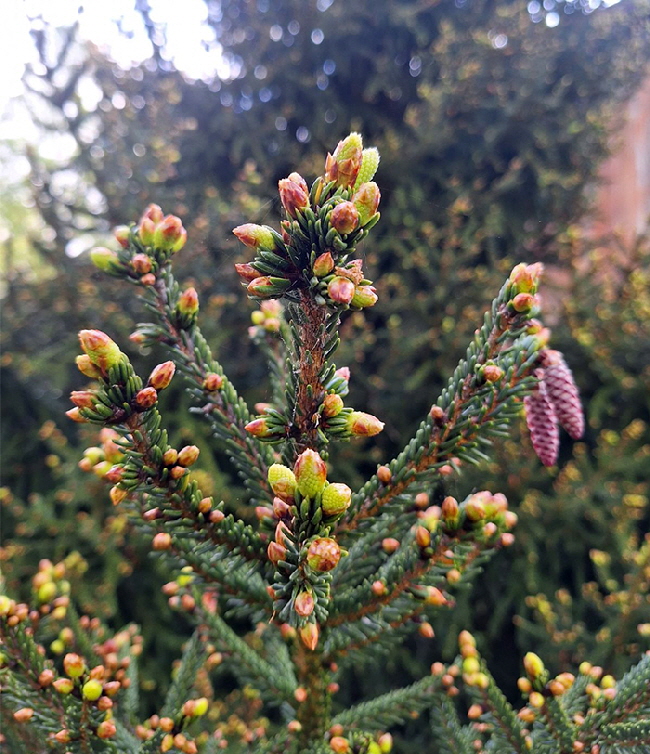 tiny cones