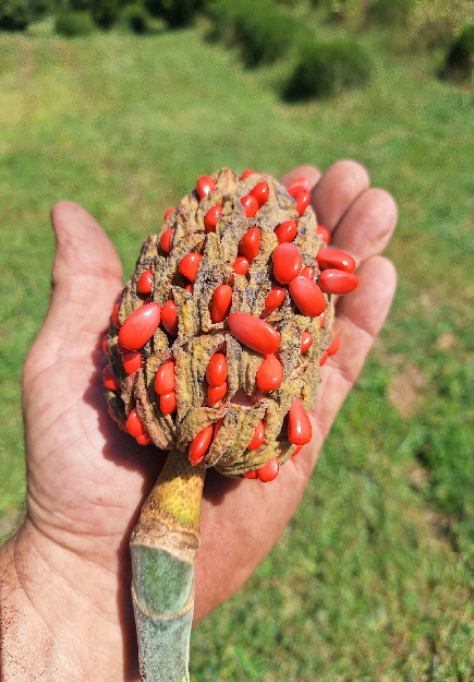 large leaf magnolia seeds 2