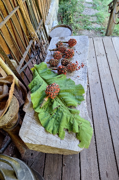 large leaf magnolia seeds