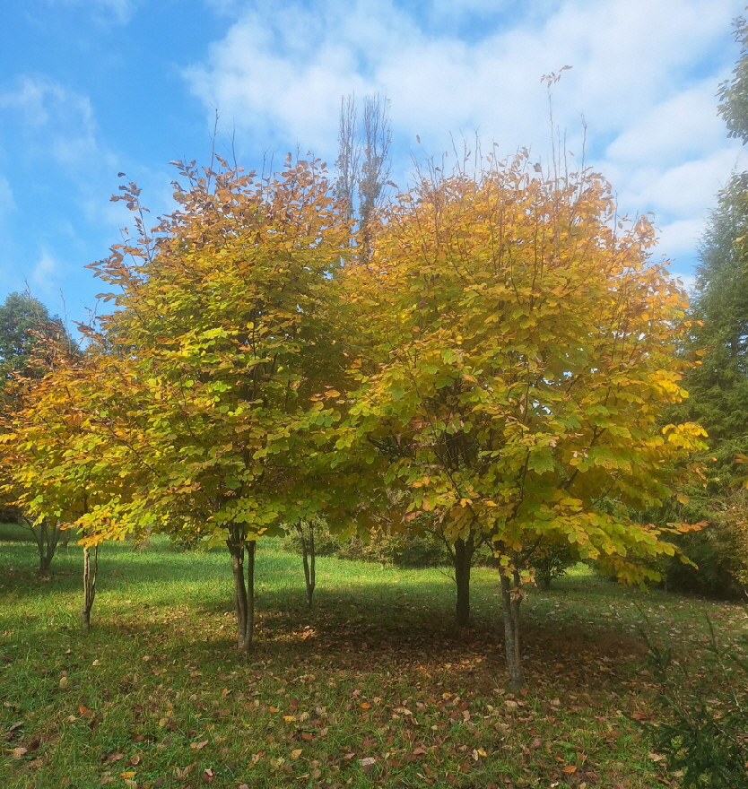 yellow woods1 yellow woods1